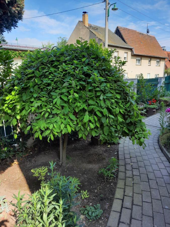 Gaestewohnung Am Thuemmlitzwald Grimma Dış mekan fotoğraf